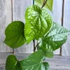 Betel Leaf Live Plant – Piper Betel – 4 inch Pot – Indoor Edible Vine - Image 1