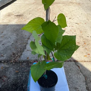 Betel Leaf Live Plant (Piper Betle) - Nagarvelly Vine - 2ft Tall in 6 inch Pot - Image 2