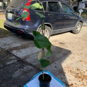 Betel Leaf Live Plant (Piper Betle) - Nagarvelly Vine - 2ft Tall in 6 inch Pot - Image 4