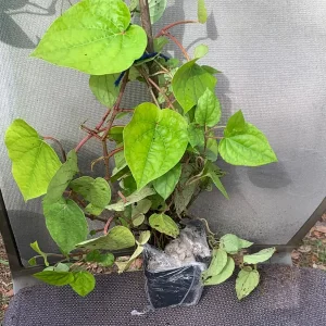 Betel Leaf Live Plant (Piper Betle) - Nagarvelly Vine - 2ft Tall in 6 inch Pot - Image 5