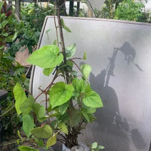 Betel Leaf Live Plant (Piper Betle) - Nagarvelly Vine - 2ft Tall in 6 inch Pot - Image 6