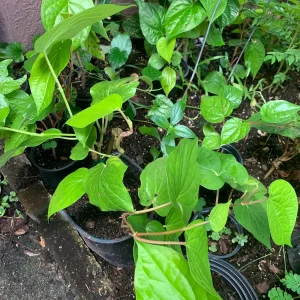 Betel Leaf Paan Live Plant - Healthy Rooted Plant in 4 inch Pot - Image 3