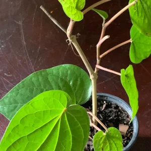 Betel Leaf Paan Live Plant - Healthy Rooted Plant in 4 inch Pot - Image 5