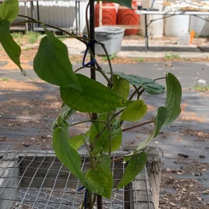 Betel Leaf Paan Live Plant - Healthy Rooted Plant in 4 inch Pot - Image 8