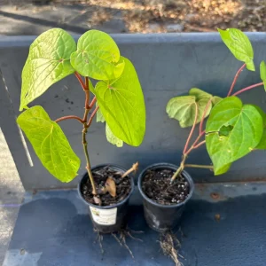 Betel Leaf Paan Live Plant - Healthy Rooted Plant in 4 inch Pot - Image 9