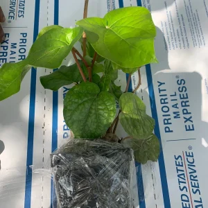 Betel Leaf Paan Plant - Live Herb Vine, 4 inch Pot, Indoor/Outdoor - Image 6