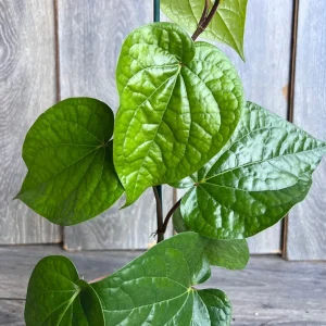 Betel Leaf Plant - Piper Betel Live Plant in 4 inch Pot - Edible Vine - Image 2