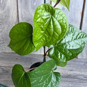 Betel Leaf Plant - Piper Betel Live Plant in 4 inch Pot - Edible Vine - Image 3