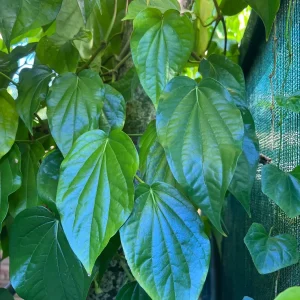 Betel Leaf Plant - Piper Betel Live Plant in 4 inch Pot - Edible Vine - Image 1