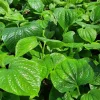 Betel Leaves Bareroot Plant - Piper lolot Edible Herb Live Roots for Home Garden - Image 1