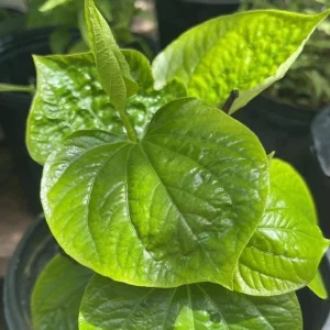 Betel Leaves Bareroot Plant - Piper lolot Edible Herb Live Roots for Home Garden - Image 2
