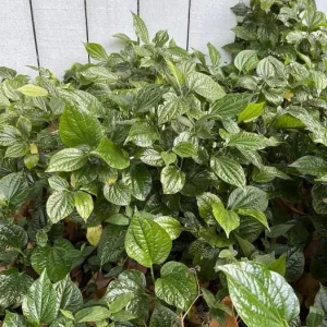 Betel Leaves Bareroot Plant - Piper lolot Edible Herb Live Roots for Home Garden - Image 3