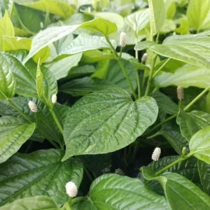 Betel Leaves Bareroot Plant - Piper lolot Edible Herb Live Roots for Home Garden - Image 4