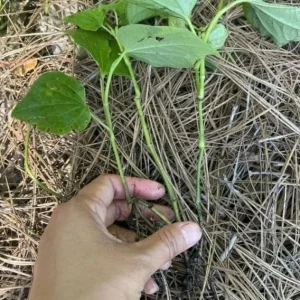 Betel Leaves Bareroot Plant - Piper lolot Edible Herb Live Roots for Home Garden - Image 5