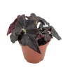 Bethlehem Star Begonia Live Plant - 3.7 inch Pot - Indoor Terrarium Fairy Garden Houseplant - Image 1