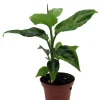 Bicolor Chinese Evergreen Live Plant - Aglaonema pictum - 2.5 inch Pot - Image 1