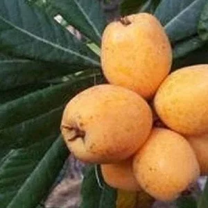 Big Jim Loquat Tree – Grafted Live Plant – 1 to 2 Feet Tall – Ships in 6 inch Pot - Image 1