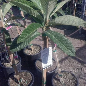 Big Jim Loquat Tree – Grafted Live Plant – 1 to 2 Feet Tall – Ships in 6 inch Pot - Image 2