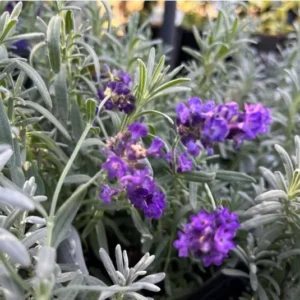 Big Time Blue Lavender Live Plant - 4