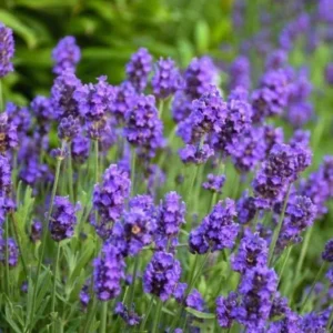 Big Time Blue Lavender Live Plant - 4" Pot - Lavandula x intermedia - Fragrant Perennial - Image 1