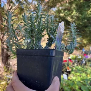 Big Time Blue Lavender Live Plant - 4