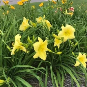 Big Time Happy Daylily Bare Root Plant | Yellow Flowers | Reblooming | 18 Inches Tall - Image 2
