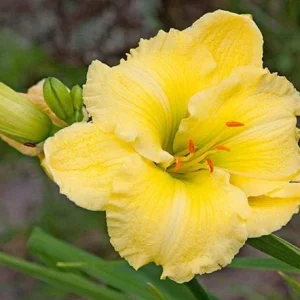 Big Time Happy Daylily Bare Root Plant | Yellow Flowers | Reblooming | 18 Inches Tall - Image 1