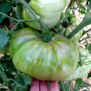 Big Zac Tomato Seeds – 25 Organic Heirloom Competition XL Size Vegetable Seeds for Garden - Image 4