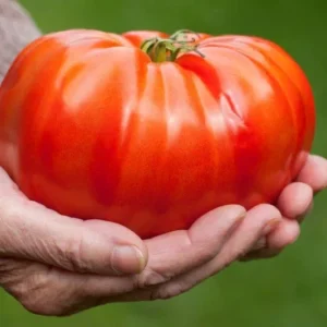 Big Zac Tomato Seeds – 25 Organic Heirloom Competition XL Size Vegetable Seeds for Garden - Image 6