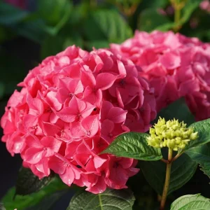 Bigleaf Hydrangea Live Plant – Pink/Purple Reblooming Flower – 4 inch Pot – Outdoor - Image 1