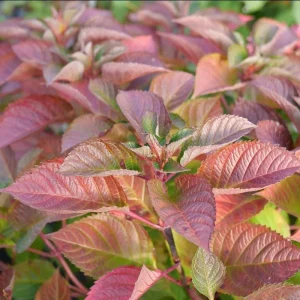 Bigleaf Hydrangea Live Plant – Pink/Purple Reblooming Flower – 4 inch Pot – Outdoor - Image 5