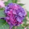 Bigleaf Hydrangea Live Plant - Wee Bit Grumpy - 4 inch Pot - Outdoor Shrub - Image 1
