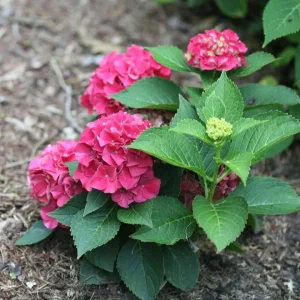 Bigleaf Hydrangea Live Plant - Wee Bit Grumpy - 4 inch Pot - Outdoor Shrub - Image 2