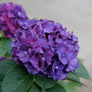 Bigleaf Hydrangea Live Plant - Wee Bit Grumpy - 4 inch Pot - Outdoor Shrub - Image 3