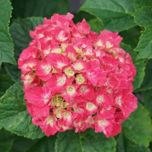 Bigleaf Hydrangea Live Plant - Wee Bit Grumpy - 4 inch Pot - Outdoor Shrub - Image 4