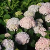 Bigleaf Hydrangea Wee Bit Innocent Live Plant – 4 inch Pot – Outdoor Shrub - Image 1