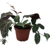 Bignonia Argyro Violacea Crossvine - Live Plant, 4'' Pot, Tropical Vine - Image 1