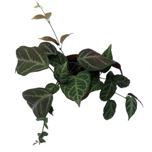 Bignonia Argyro Violacea Crossvine - Live Plant, 4'' Pot, Tropical Vine - Image 2