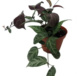 Bignonia Argyro Violacea Crossvine - Live Plant, 4'' Pot, Tropical Vine - Image 4