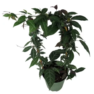 Bignonia Argyro Violacea Crossvine Live Plant - 6'' Pot on Trellis, Indoor/Outdoor Vine - Image 2