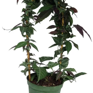 Bignonia Argyro Violacea Crossvine Live Plant - 6'' Pot on Trellis, Indoor/Outdoor Vine - Image 1