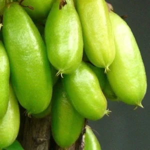 Bilimbi Live Plant - Averrhoa Bilimbi Fruit Tree, 10