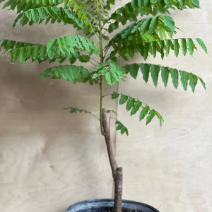 Bilimbi Live Plant - Averrhoa Bilimbi Fruit Tree, 10