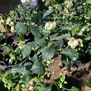 Biloxi Blueberry Live Plant - Southern Highbush, 1 Gallon Pot, 1 ft Tall - Image 1