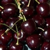 Bing Cherry Tree Live Plant - 3 to 4 Feet Tall - Sweet Fruit - 3 Gallon Pot - Image 1