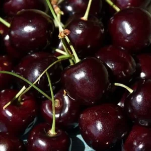 Bing Cherry Tree Live Plant - 3 to 4 Feet Tall - Sweet Fruit - 3 Gallon Pot - Image 1