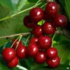 Bing & Rainier Cherry Tree Bundle - Live Fruit Plants, 2-3 ft Tall, Outdoor - Image 1