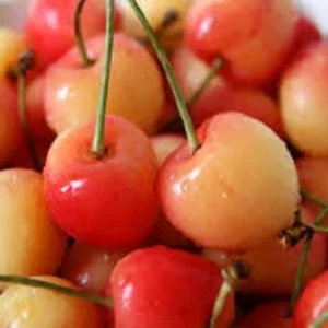 Bing & Rainier Cherry Tree Bundle - Live Fruit Plants, 2-3 ft Tall, Outdoor - Image 2