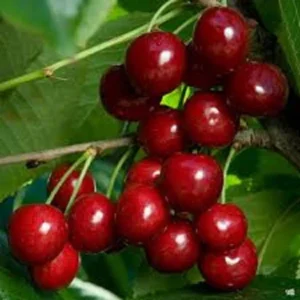 Bing & Rainier Cherry Tree Bundle - Live Fruit Plants, 2-3 ft Tall, Outdoor - Image 1
