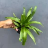 Bird Nest Fern Victoria Live Plant – Asplenium Nidus Victoria – 4 inch Pot – Indoor & Outdoor - Image 1